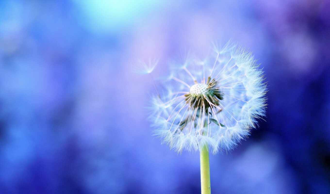 flowers, blue, dandelion